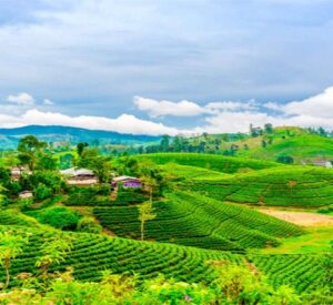 darjeeling tea gardens