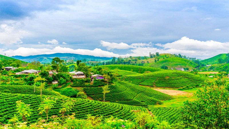 darjeeling tea gardens