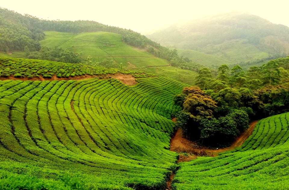 Munnar_Tea_Gardens-2