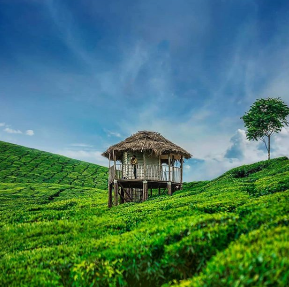 Munnar_Tea_Gardens