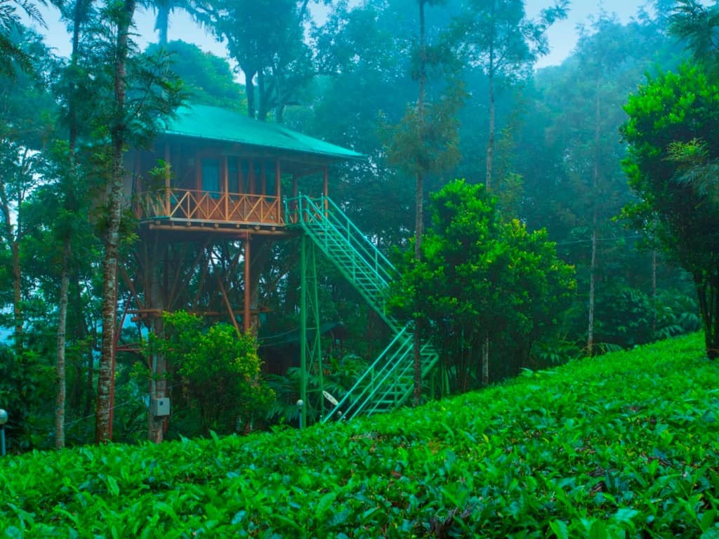 munnar kerala tree house honeymoon package